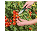 Ruka sklízí zralé cherry rajčata z rostliny pomocí nože Parkside.