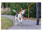 Beagle běží po chodníku na oranžovém vodítku.