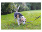 Beagle na vodítku čichá na trávě
