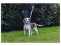Beagle na vodítku v trávě.