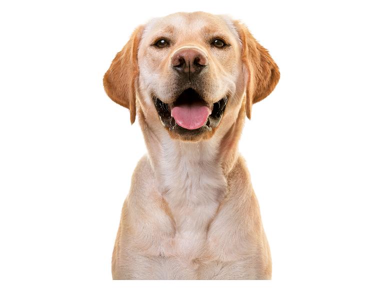 Portrét usměvavého žlutého labradora retrívra.
