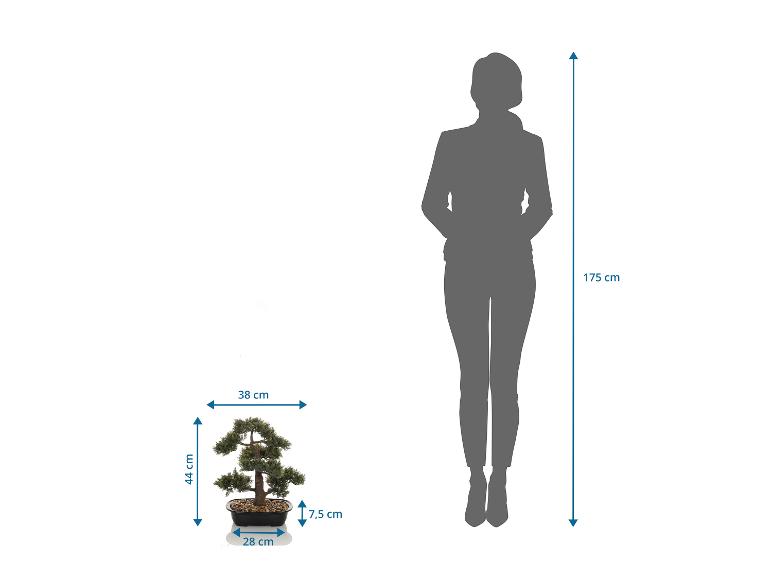 Umělý bonsaj vysoký 44 cm, vedle siluety osoby vysoké 175 cm.