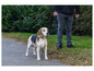 Beagle na chodníku, vedený na vodítku osobou.