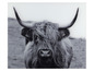 Highland Cattle