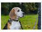 Beagle na zelené trávě na vodítku.