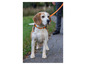 Beagle na oranžovém obojku na vodítku, dívá se doprava.