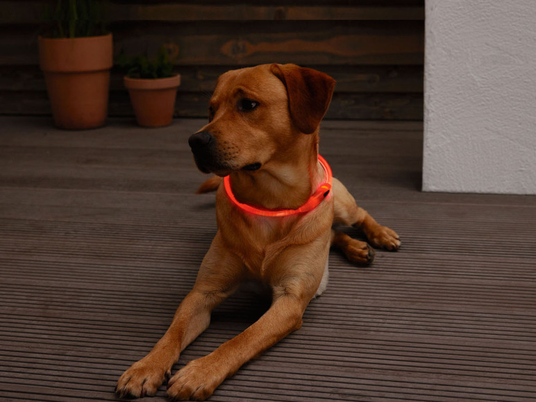  Zobrazit na celou obrazovku zoofari® Svíticí LED obojek pro psy - Obrázek 8