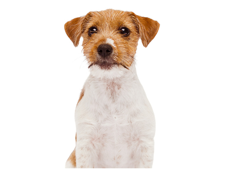 Jack Russell teriér se dívá přímo do kamery.