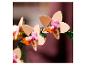 Detail umělých květů orchideje v béžových, růžových a oranžových odstínech.