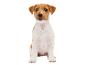 Štěně Jack Russell teriéra sedí na bílém pozadí.