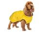 Pes kokršpaněl v jasně žlutém nepromokavém psím kabátě, stojící na bílém pozadí