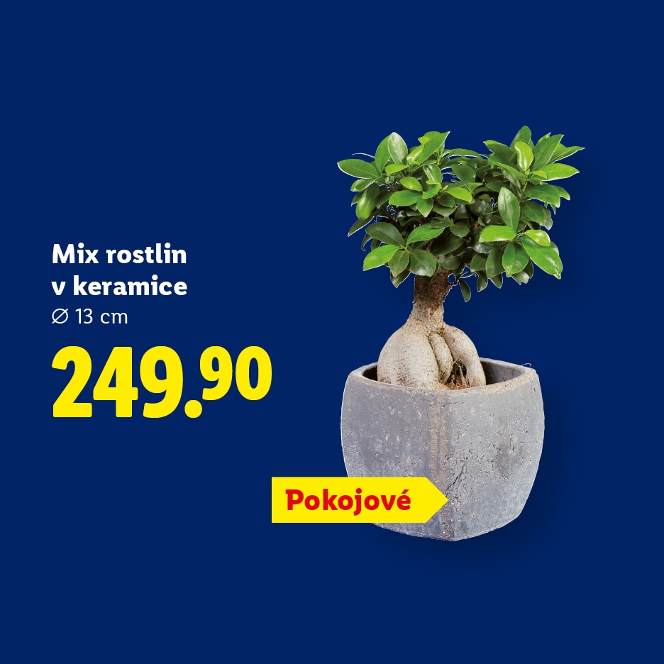 Pokojová rostlina v keramickém květináči, cena 249.90.