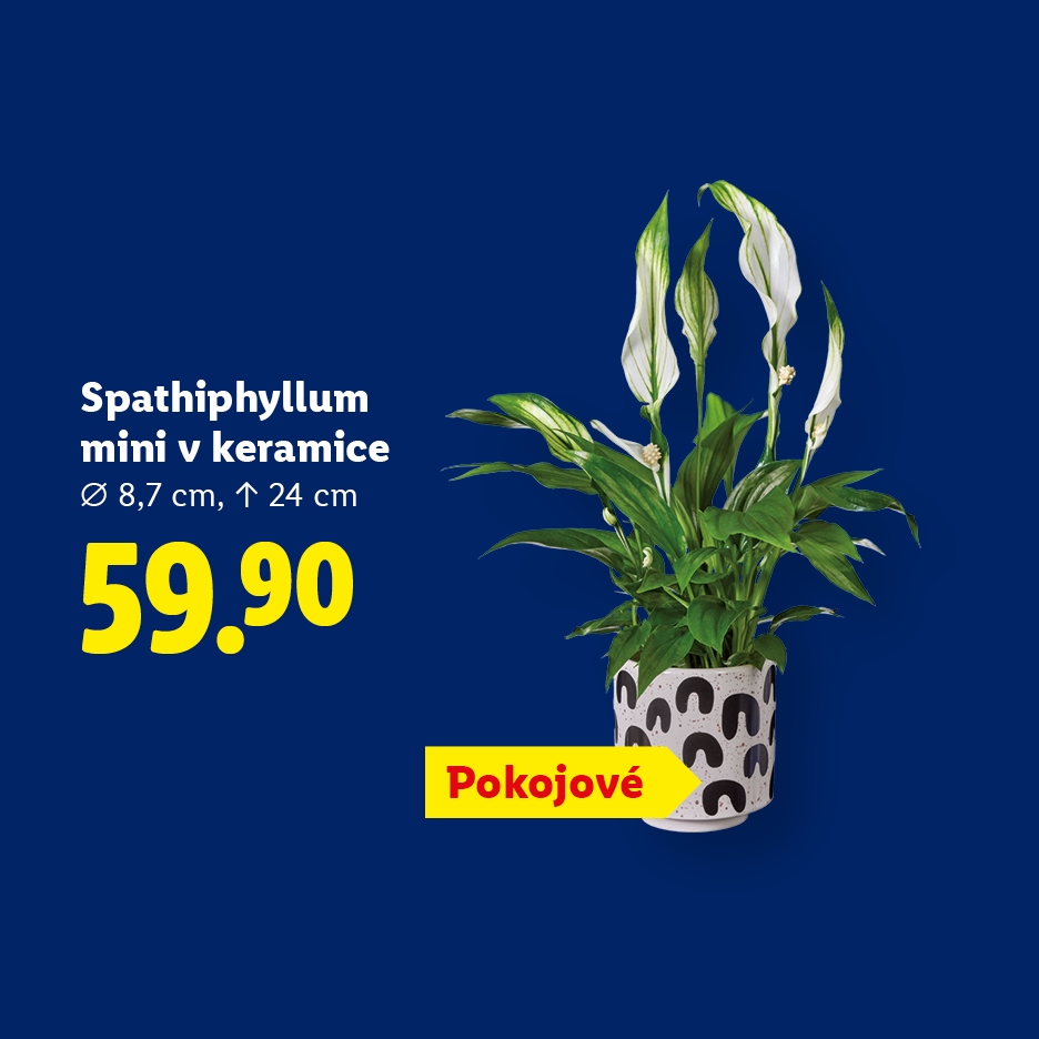Spathiphyllum mini v keramice za 59.90 Kč, pokojová rostlina.
