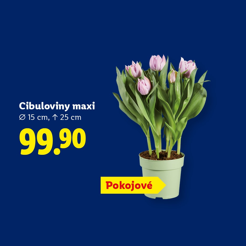 Cibuloviny maxi, pokojové, 15 cm průměr, 25 cm výška, cena 99.90.