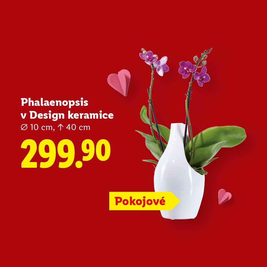 Fialová orchidej Phalaenopsis v bílé keramice, cena 299.90, s nápisem Pokojové.