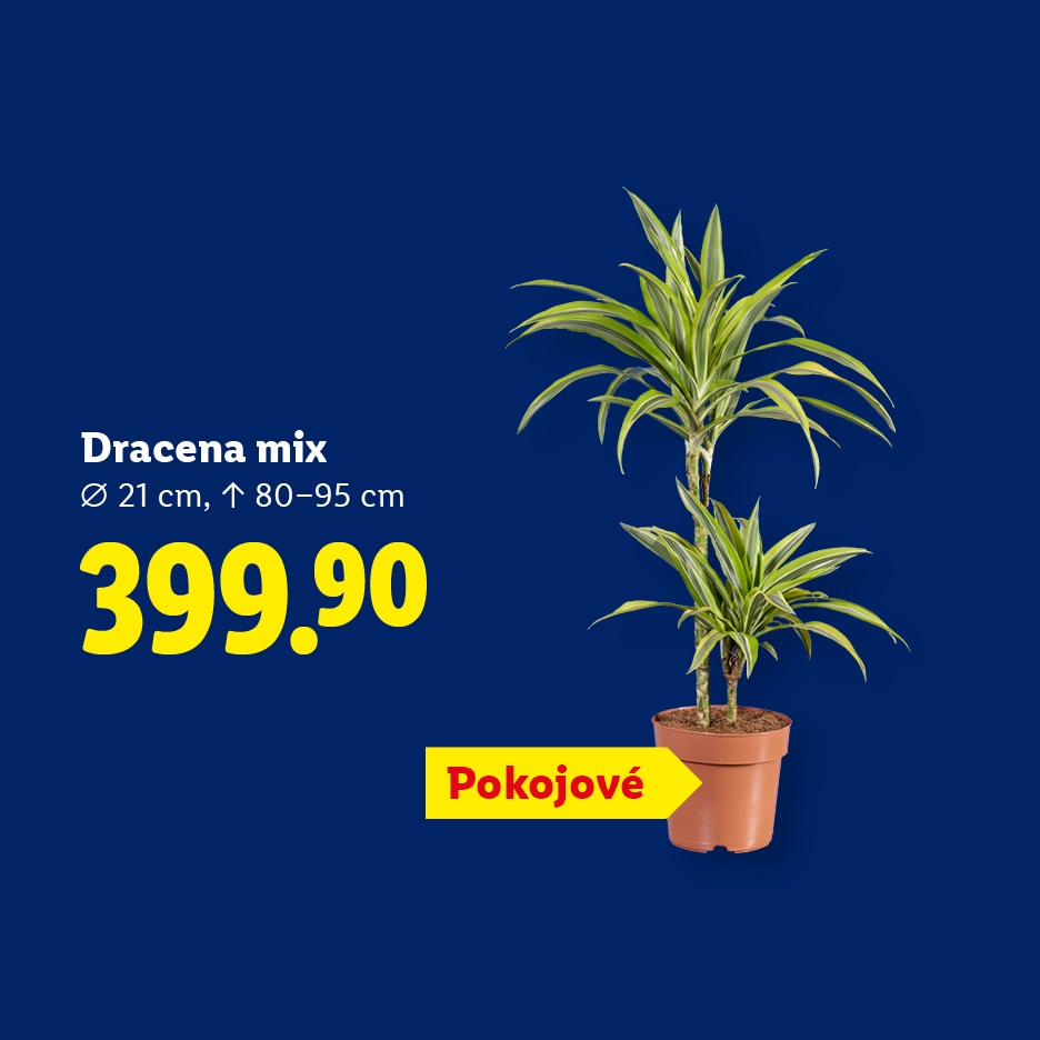 Dracena mix, Ø 21 cm, ↑ 80–95 cm, 399.90, Pokojové