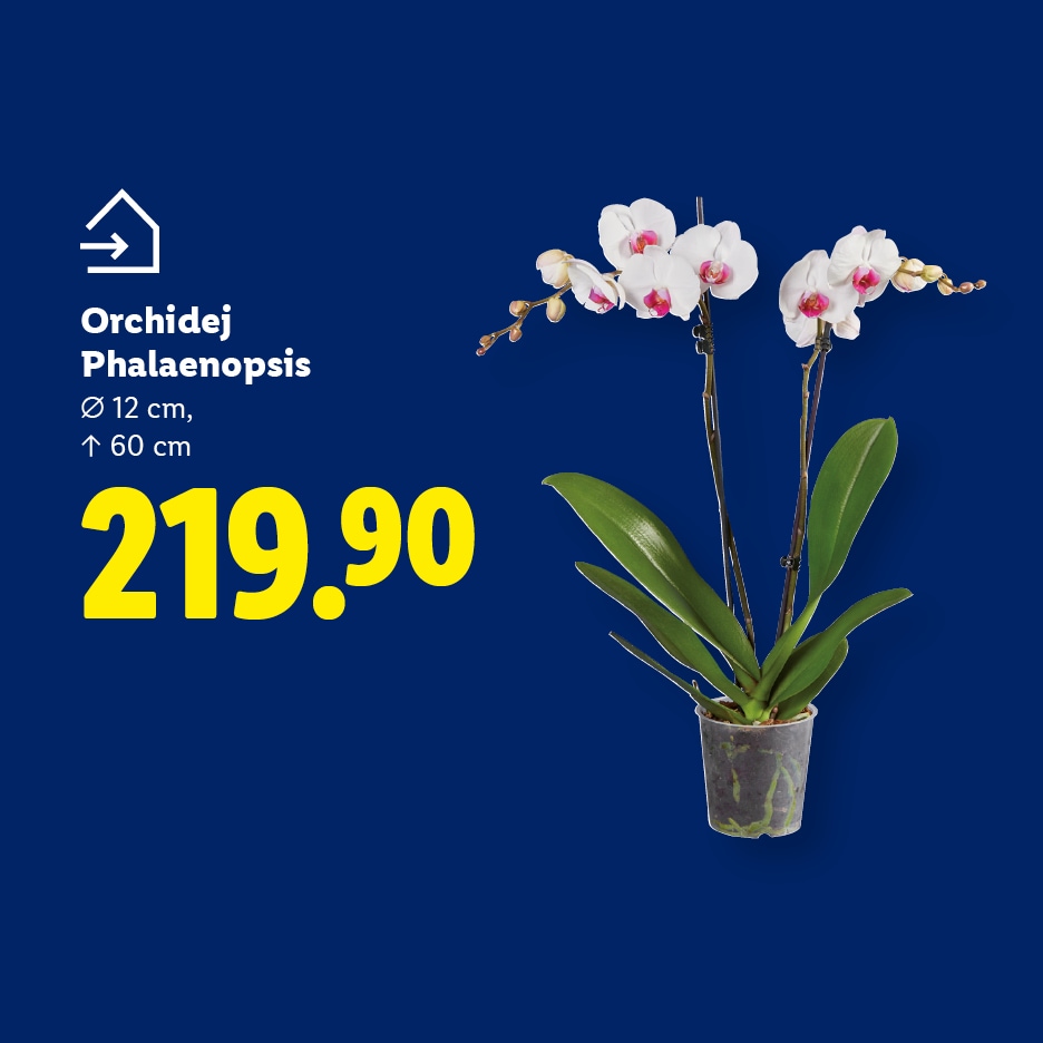Bílá orchidej Phalaenopsis s růžovým středem, průměr 12 cm, výška 60 cm, cena 219.90.
