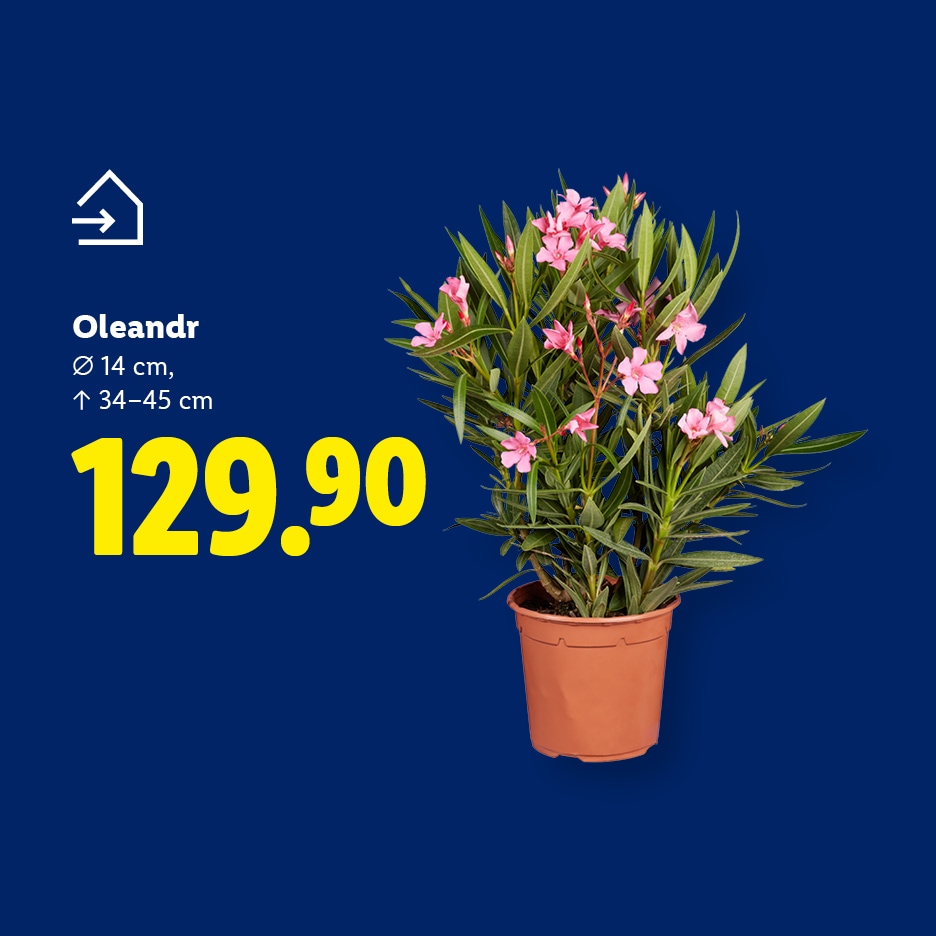 Oleandr s růžovými květy v květináči, cena 129.90.