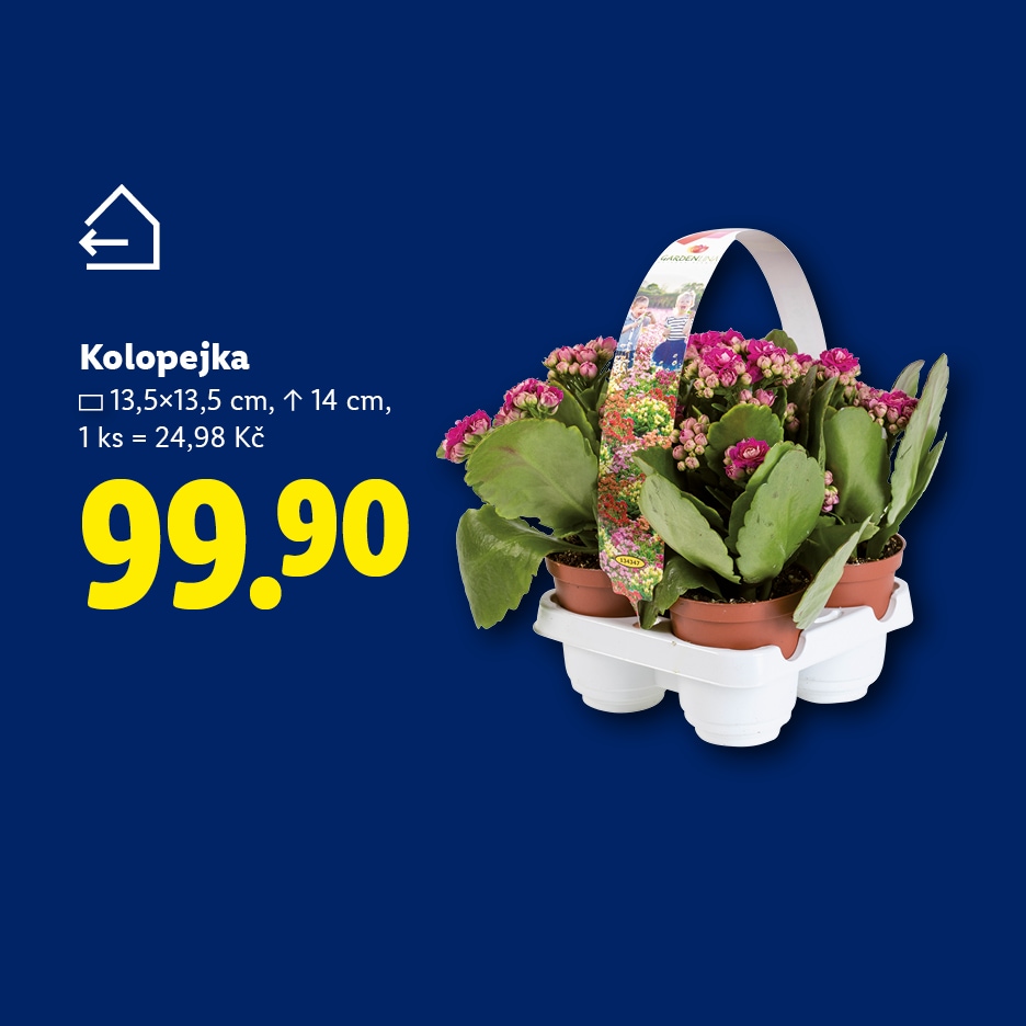 Kalanchoe v balení po čtyřech, cena 99,90 Kč.