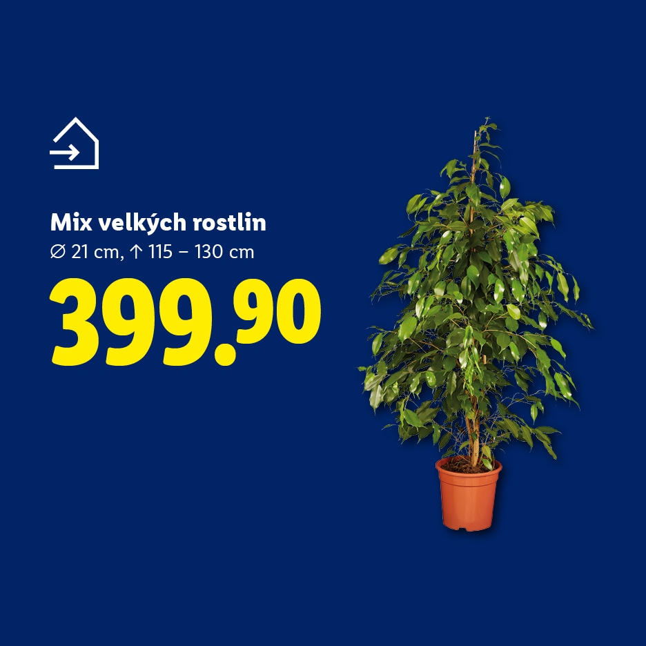Velká rostlina v květináči, Mix velkých rostlin, Ø 21 cm, ↑ 115 – 130 cm, 399.90