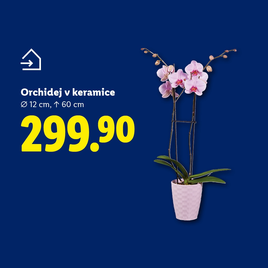 Růžová orchidej v keramickém květináči, průměr 12 cm, výška 60 cm, cena 299.90.