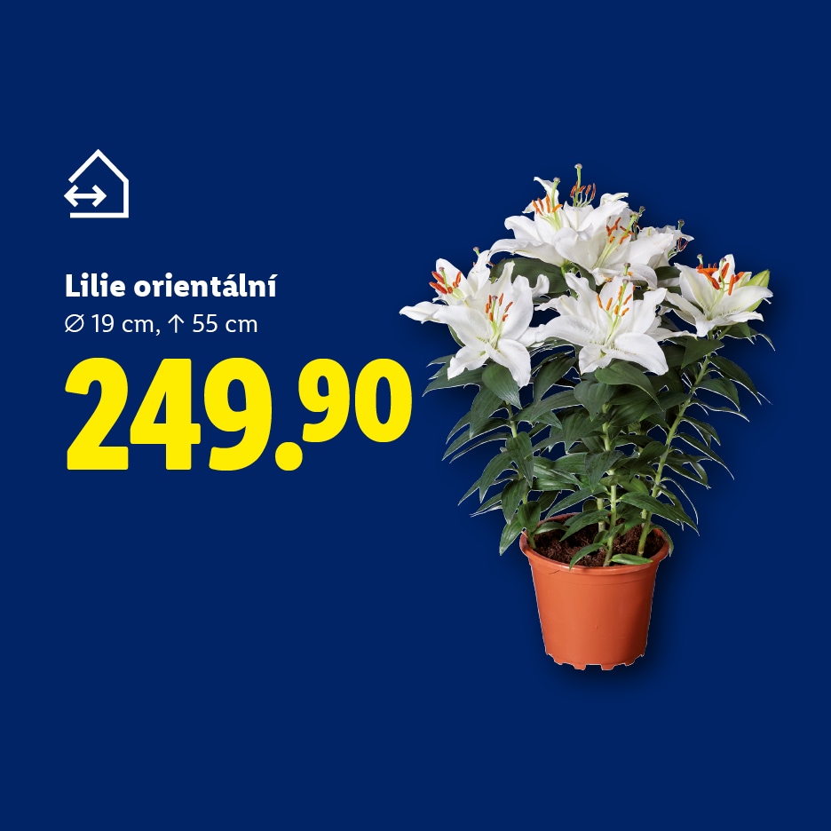 Bílá orientální lilie v květináči, průměr 19 cm, výška 55 cm, cena 249.90.