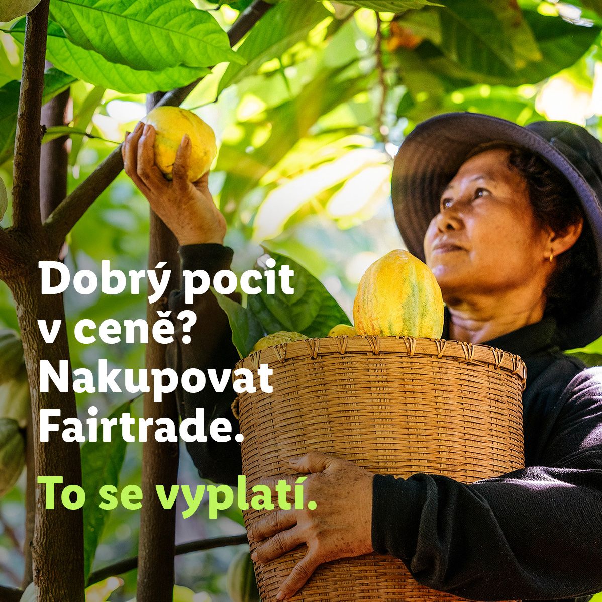 Žena sklízí kakaové boby do koše s textem: Dobrý pocit v ceně? Nakupovat Fairtrade. To se vyplatí.