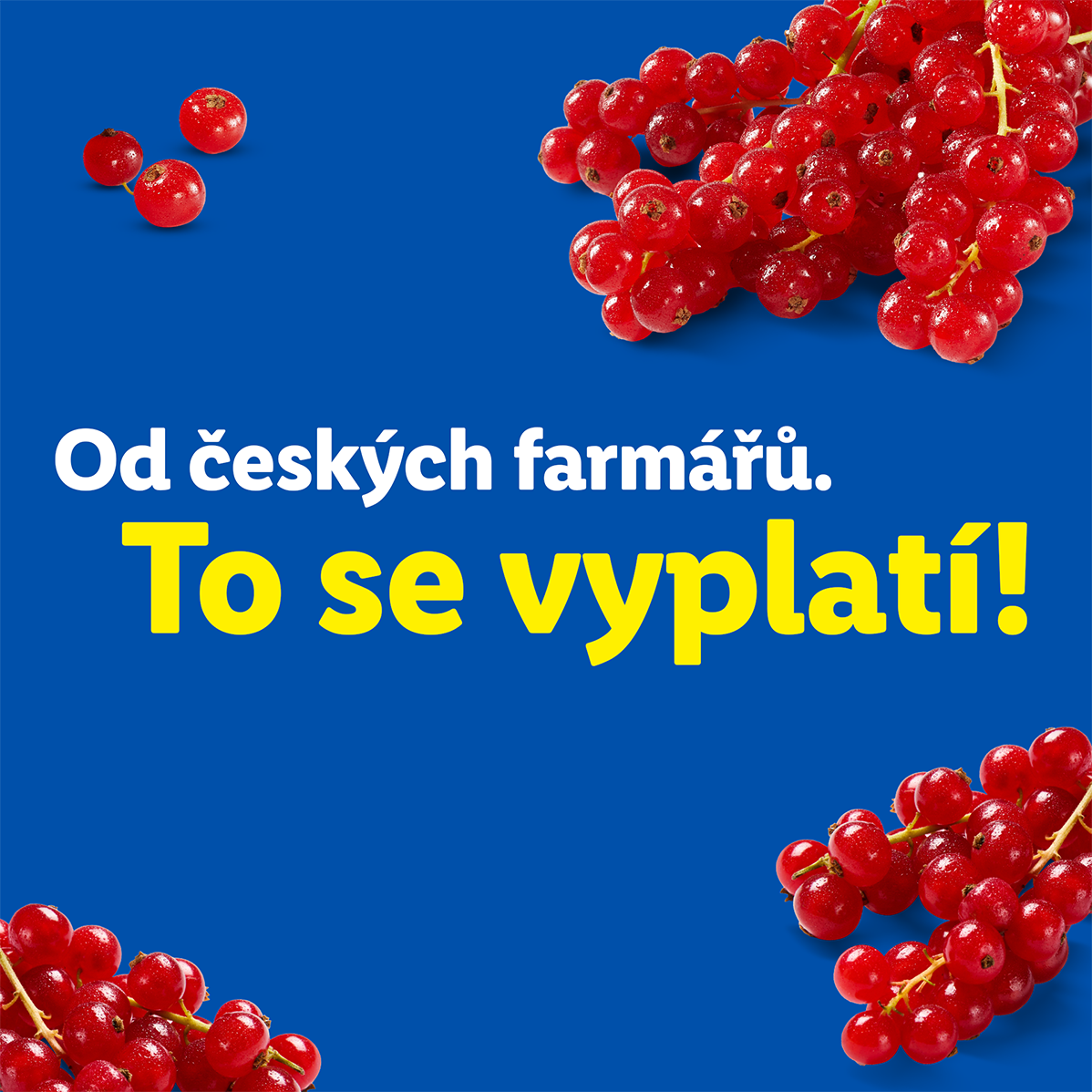 Červený rybíz na modrém pozadí s textem „Od českých farmářů. To se vyplatí!“
