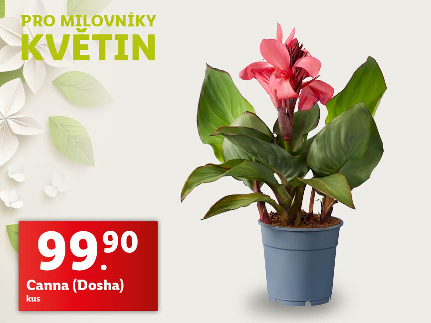 Květina Canna (Dosha), cena za 1 ks je 99,90 Kč