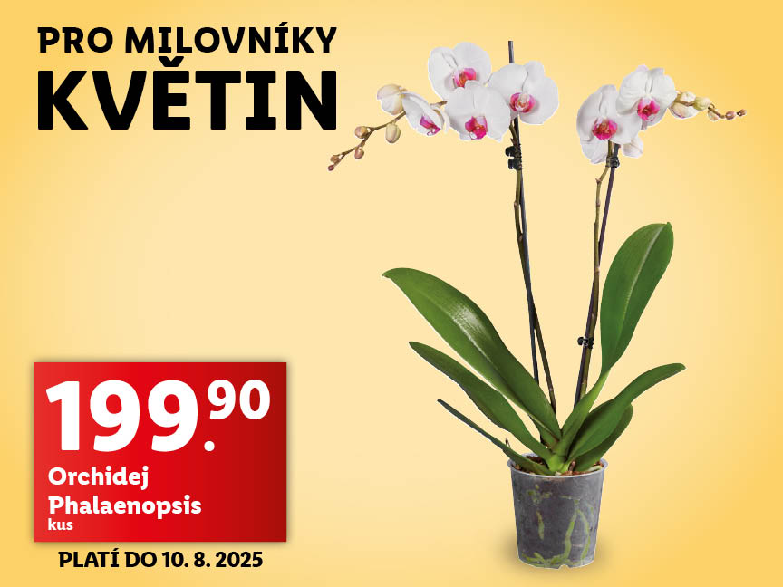 Phalaenopsis orchidej za 199,90 Kč.