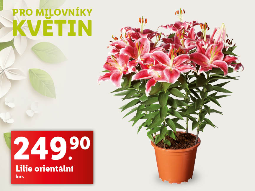 Lilie orientální, cena na 1 kus 249,90 Kč