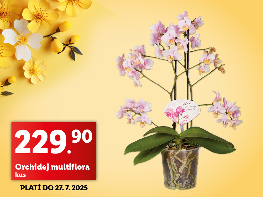 Multiflora orchidej v květináči za 229,90 Kč. Platí do 27.7.2025.