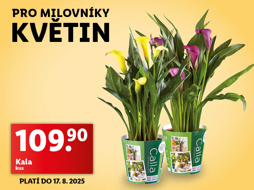 Kala (Zantedeschia) v květináči za 109,90 Kč, platí do 17. 8. 2025.