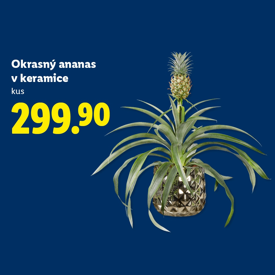 Okrasný ananas v keramice za 299.90 Kč na modrém pozadí.