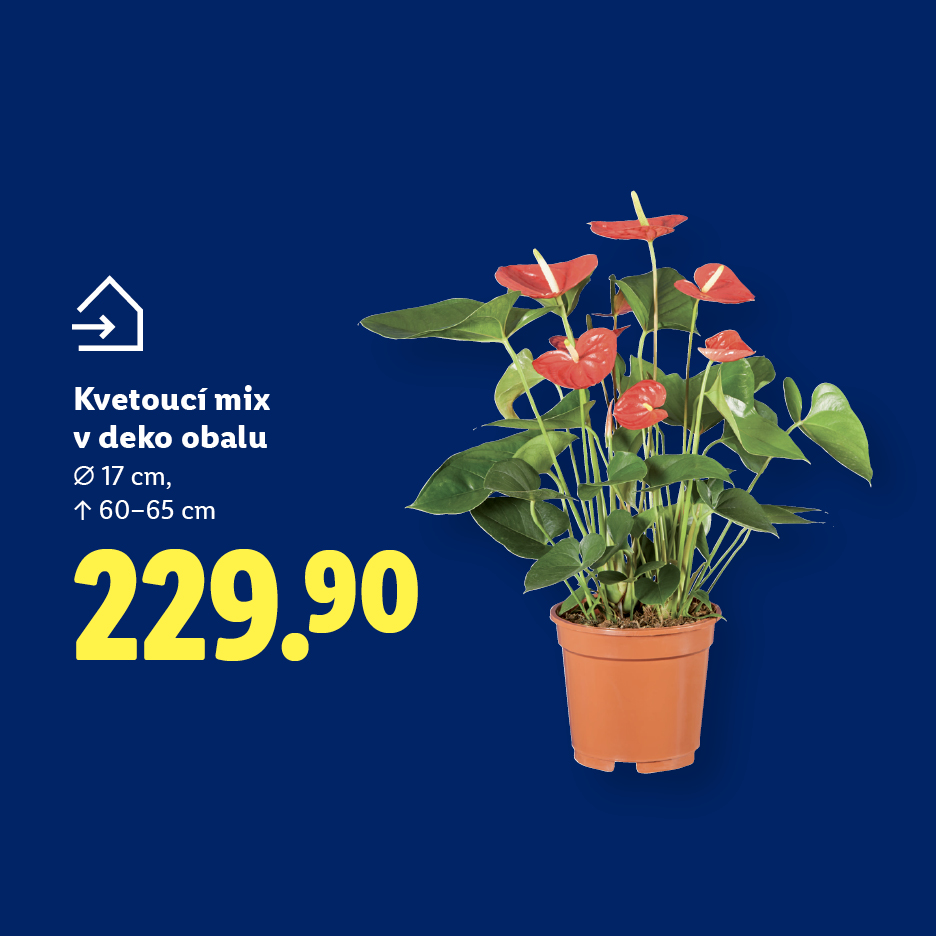 Kvetoucí mix v deko obalu, Ø 17 cm, ↑ 60–65 cm, 229.90