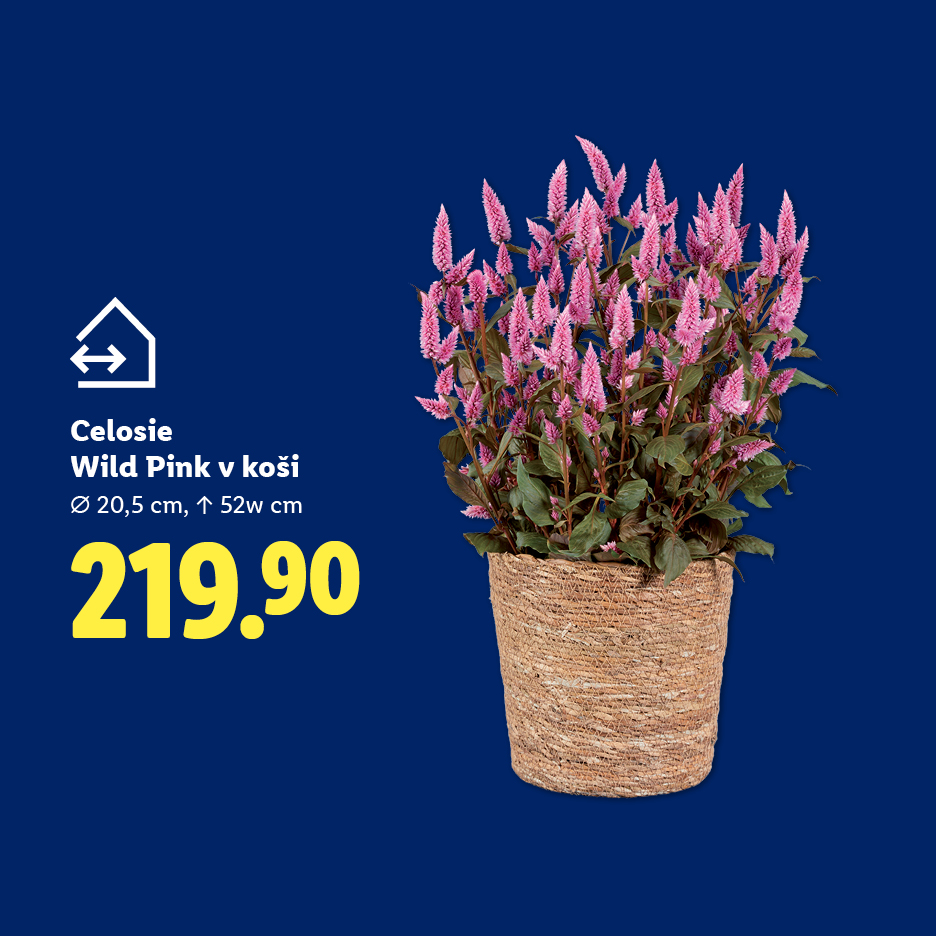 Růžová celosie v proutěném koši, Ø 20,5 cm, ↑ 52 cm, za 219.90.