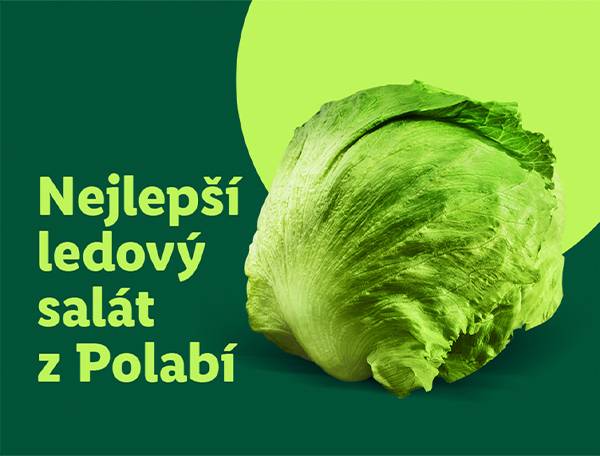 Čerstvý ledový salát: nejlepší z Polabí.